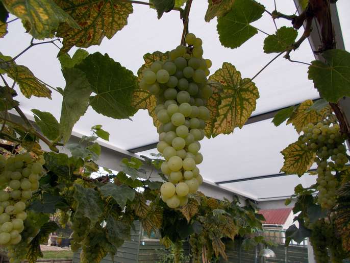 FreelyWheely: Several Kilos of White Skinned Grapes