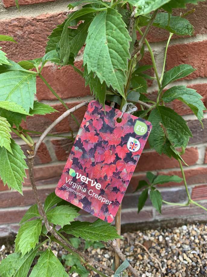 FreelyWheely Virginia Creeper new plant from B&Q
