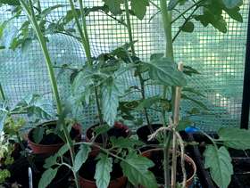 Freecycle Tomato Plants
