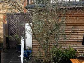 Freecycle Olive Tree(full size), planter and soil