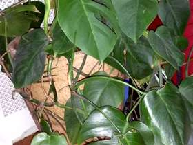 Freecycle Large Cheese plant - Monstera Deliciosa