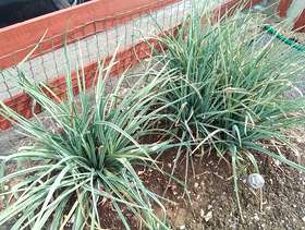Freecycle Plants