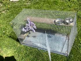 Freecycle Chinchilla cage