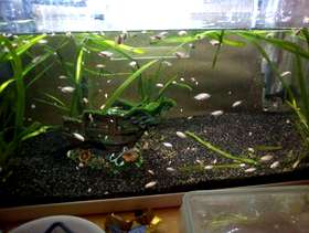 Freecycle Pink convict chcilds