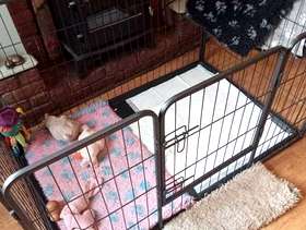 Freecycle Metal puppy pen
