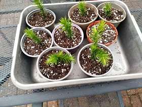 Freecycle Monkey puzzle tree seedlings