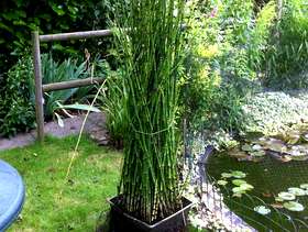 Freecycle Pond Plant
