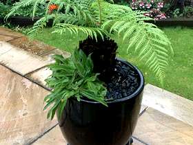 Freecycle Potted fern