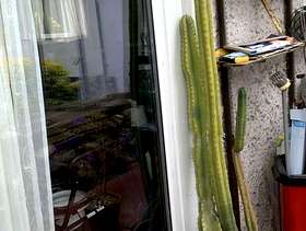 Freecycle Cacti plants