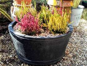 Freecycle Large pot with heathers and conifer