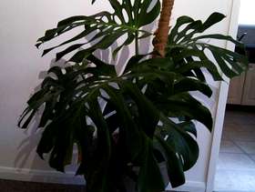 Freecycle Swiss cheese indoor plant