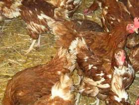 Freecycle Rescued: Chickens / Egg laying Hens £5 each or 5 ...