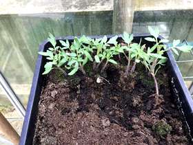 Freecycle Alicante tomato seedlings