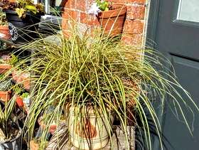 Freecycle Carex Evergold in glazed planter