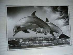 Freecycle Doplins print in frame