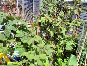 Freecycle 2 loganberry bushes