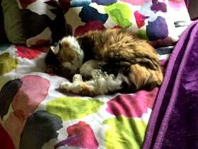 Freecycle Single bed