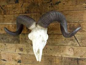 Freecycle Ram skull for sale
