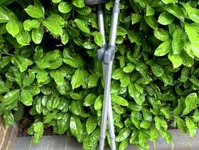 Freecycle Crutches