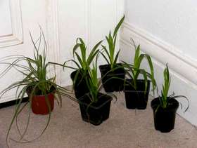 Freecycle 6 ornamental grass plants for sale