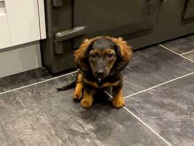 Freecycle Miniature Dachshund