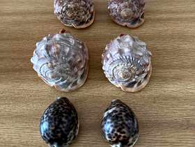 Freecycle Conch Shells