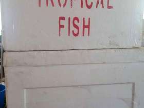 Freecycle Styrofoam fish boxes for transport
