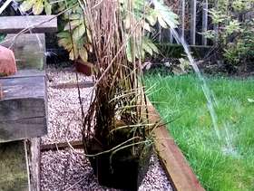 Freecycle 2 large Pond plants