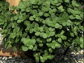 Freecycle Scaredy cat plants!