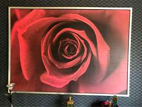 Freecycle Extra large Silver framed Rose picture