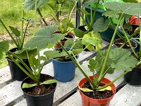Freecycle Courgette plant