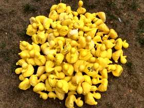 Freecycle Duck racing