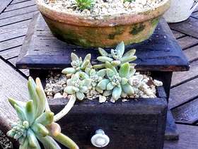 Freecycle Succulent planter
