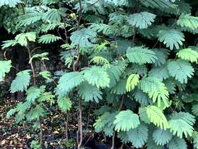 Freecycle Mimosa type trees