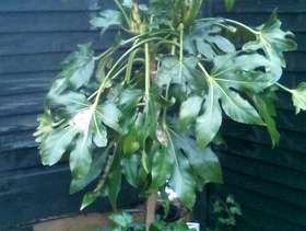 Freecycle Japonica