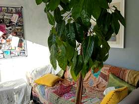 Freecycle Large houseplant