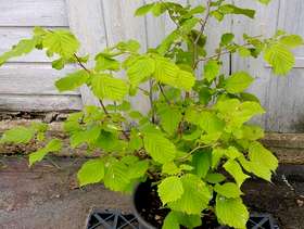 Freecycle Small hazelnut tree needs planting