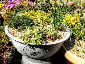 Freecycle Vintage pan planted with herbs
