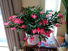 Freecycle Christmas Cactus plant