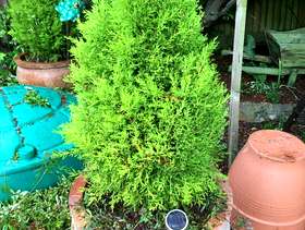 Freecycle Two ever -green trees 70cm high