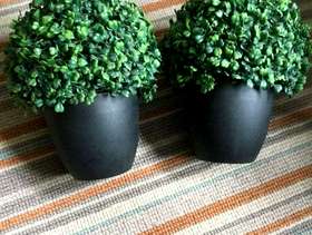 Freecycle Greenery in pots.