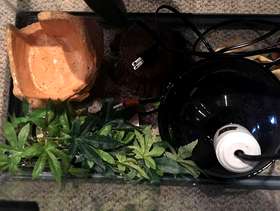 Freecycle Reptile habitat