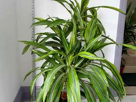 Freecycle 2 House Plants