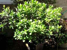 Freecycle Jade Plant/Money Tree