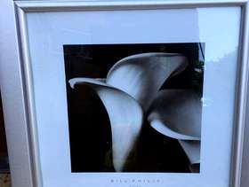 Freecycle 1 framed flower picture