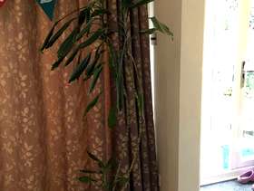Freecycle Plant