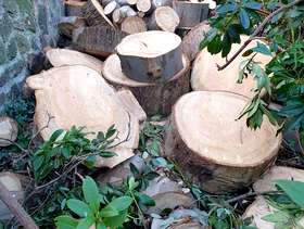 Freecycle Eucalyptus logs