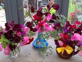 Freecycle Freshly picked sweet peas in various vases
