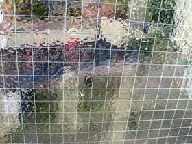 Freecycle Large piece of georgian wired door glass