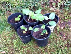 Freecycle Rhubarb plant